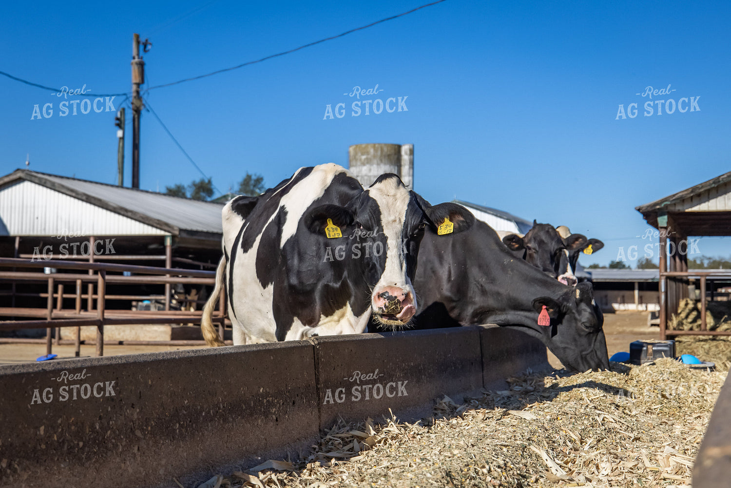 Holstein Cattle Eating 270127