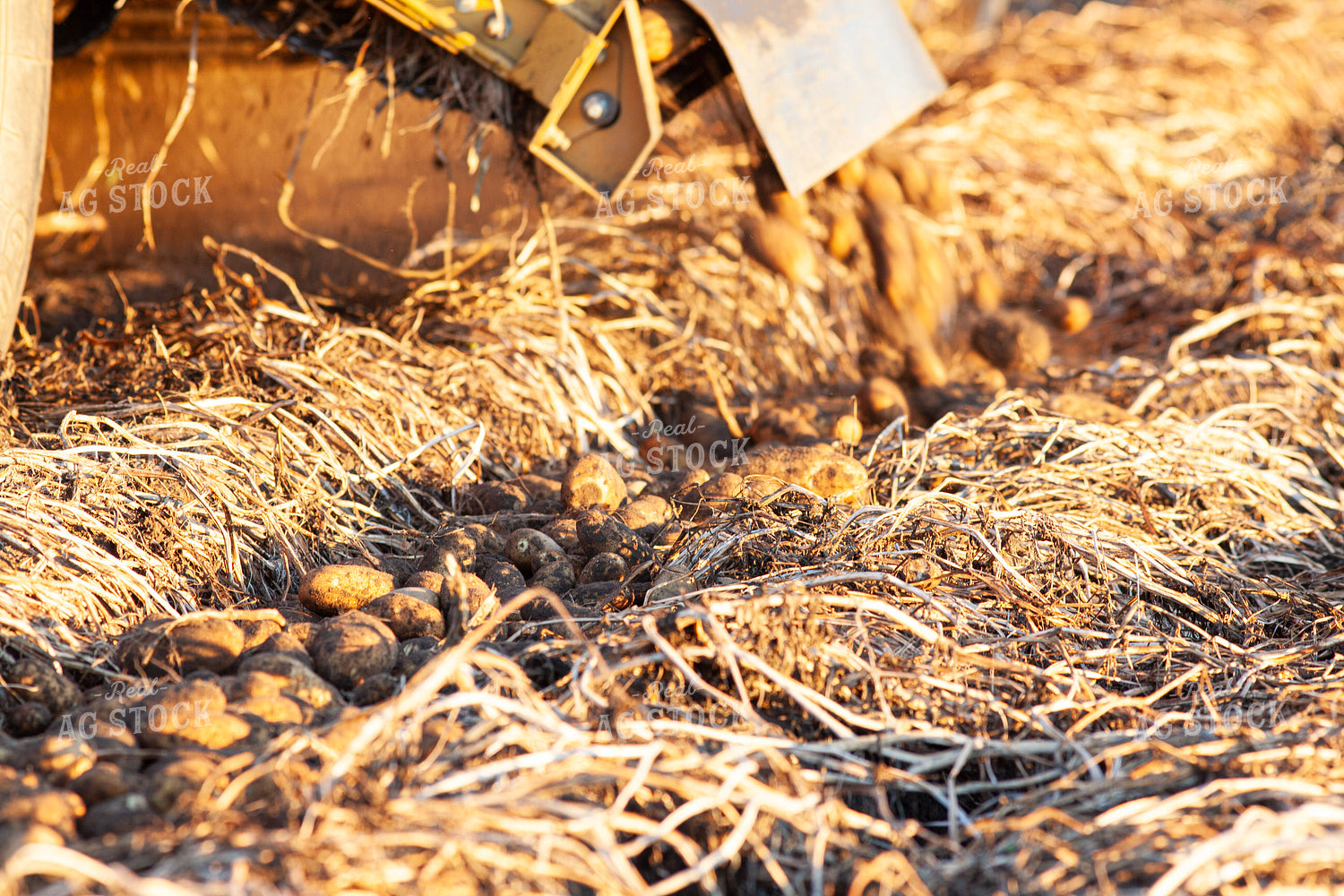Potato Windrows 132181