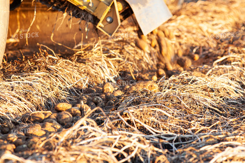 Potato Windrows 132181