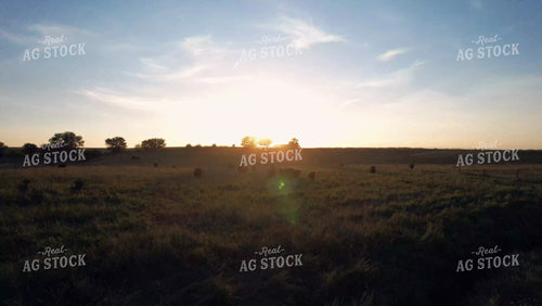 Cattle Grazing in Pasture 65132
