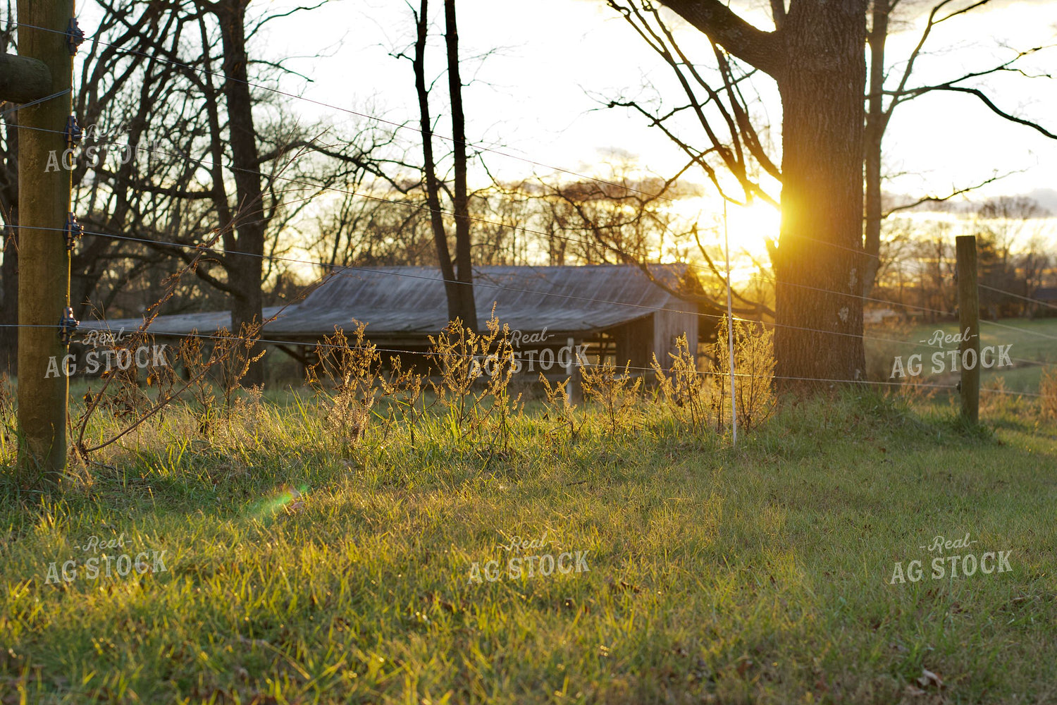Summer Pasture 251149