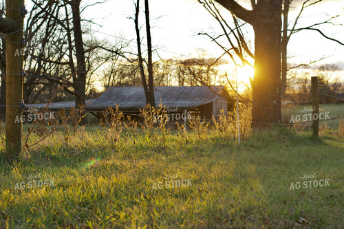 Summer Pasture 251149