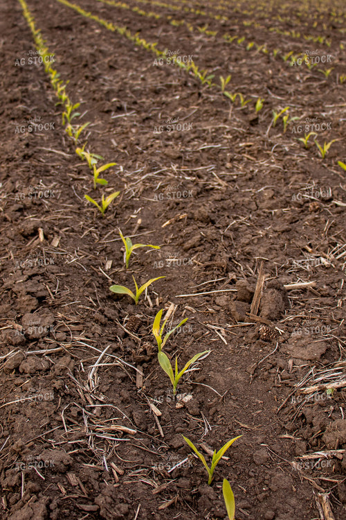 V1 Early Stage Corn 67087