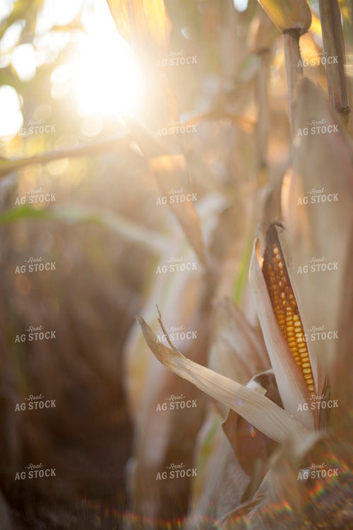 Corn - Dry 1354
