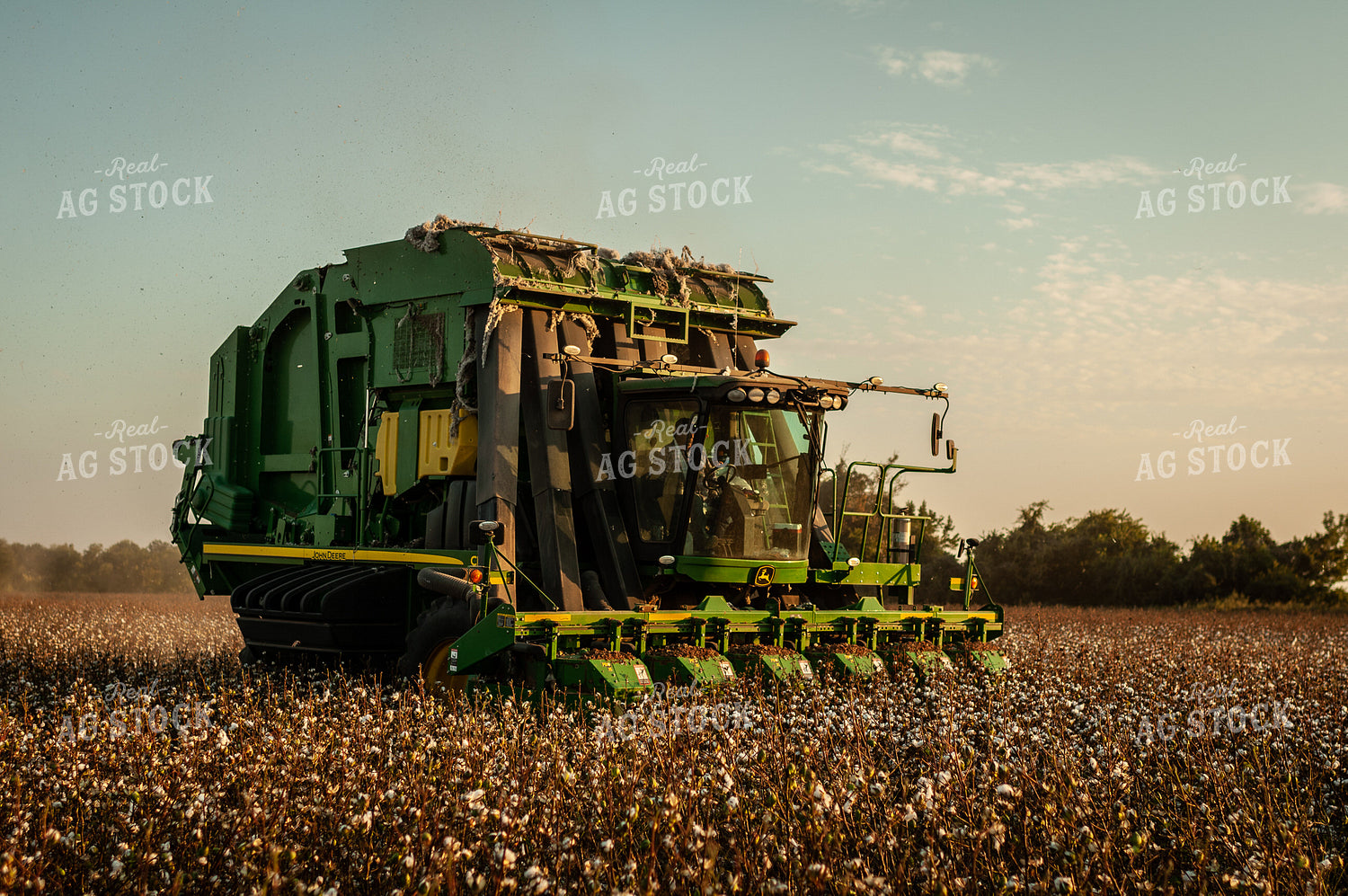 Cotton Harvest 59069