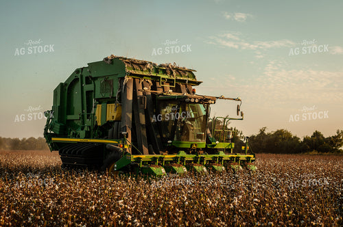 Cotton Harvest 59069