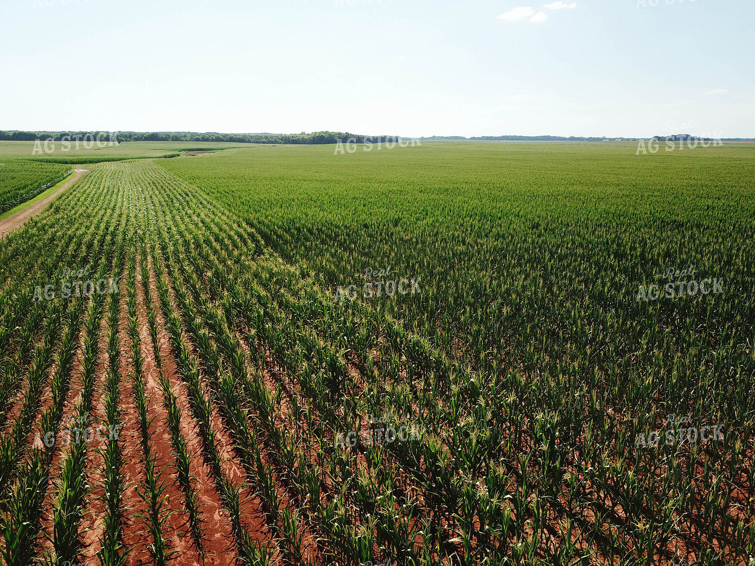 Corn Field 79094