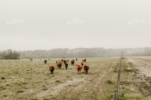 Cattle in Pasture 64326