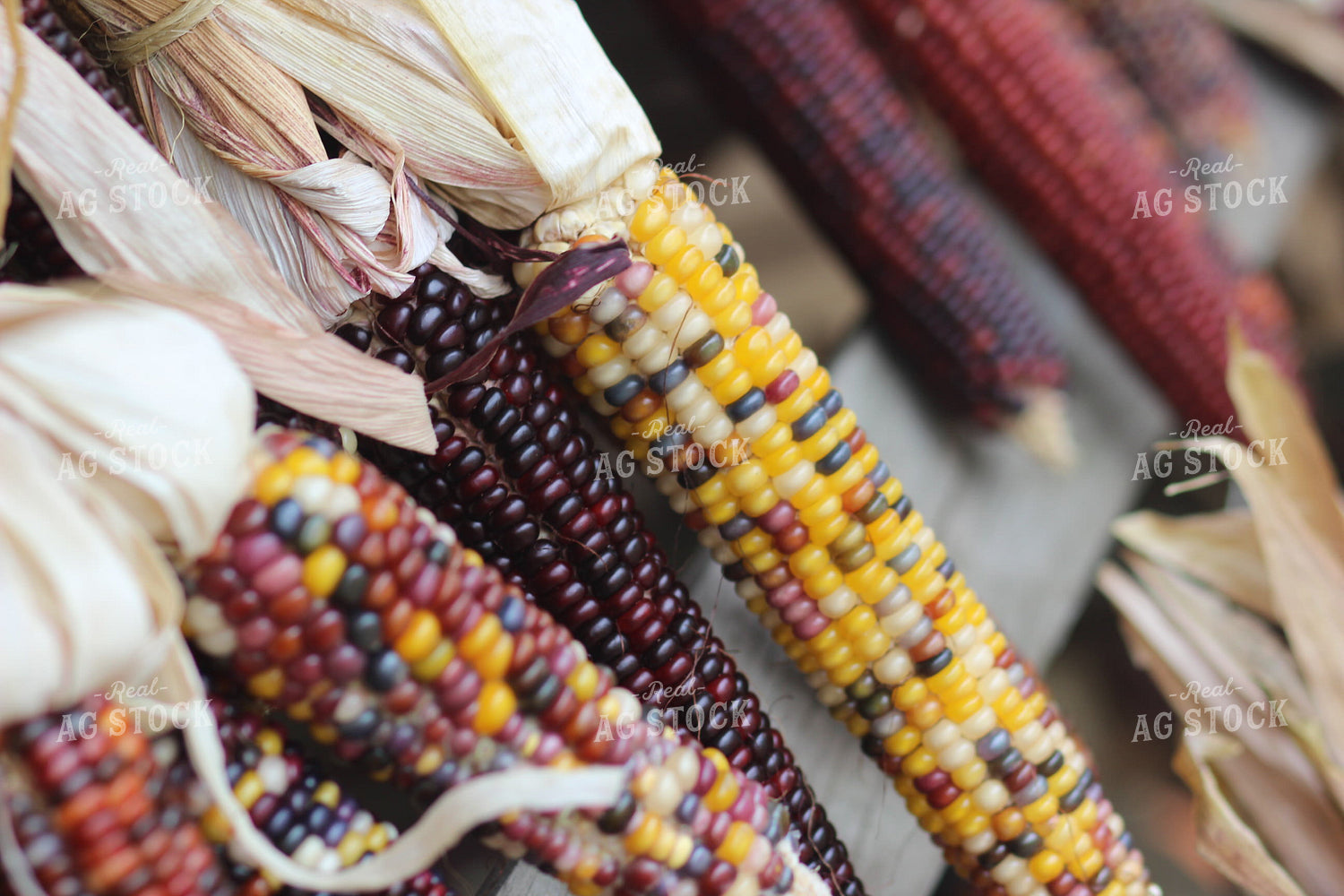 Varieties of Maize 73018