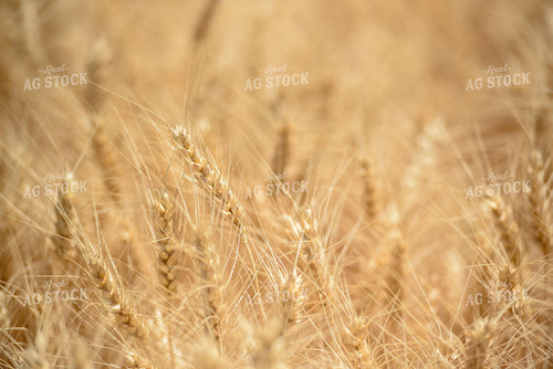 Dry Wheat Close Up 57013