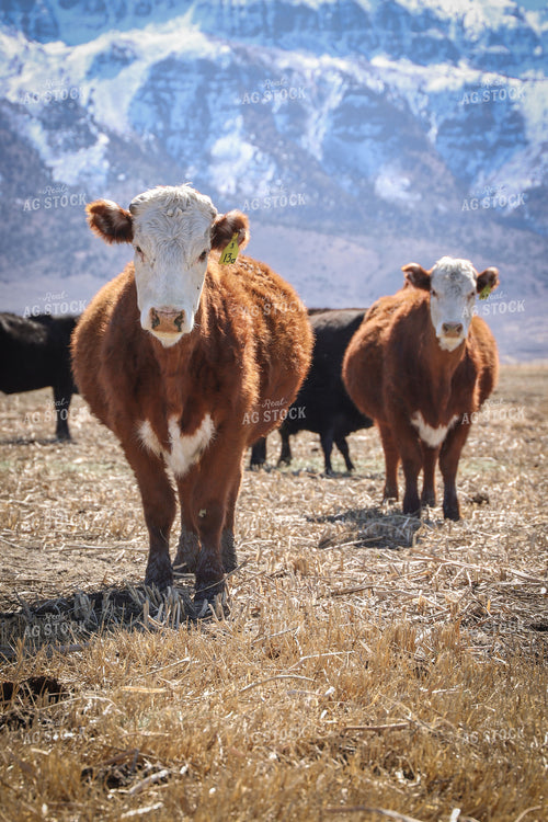 Hereford Cattle 78180