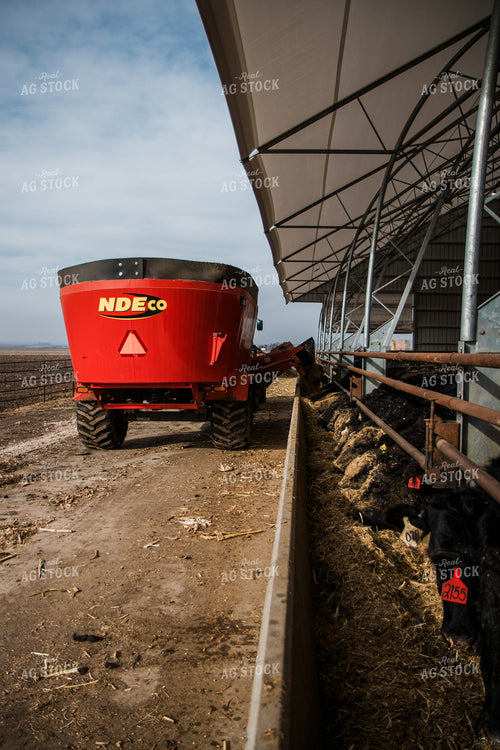 Feeding Cattle 67621