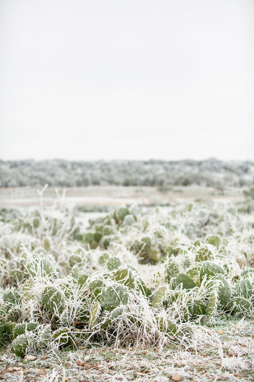 Frozen Cacti 134052