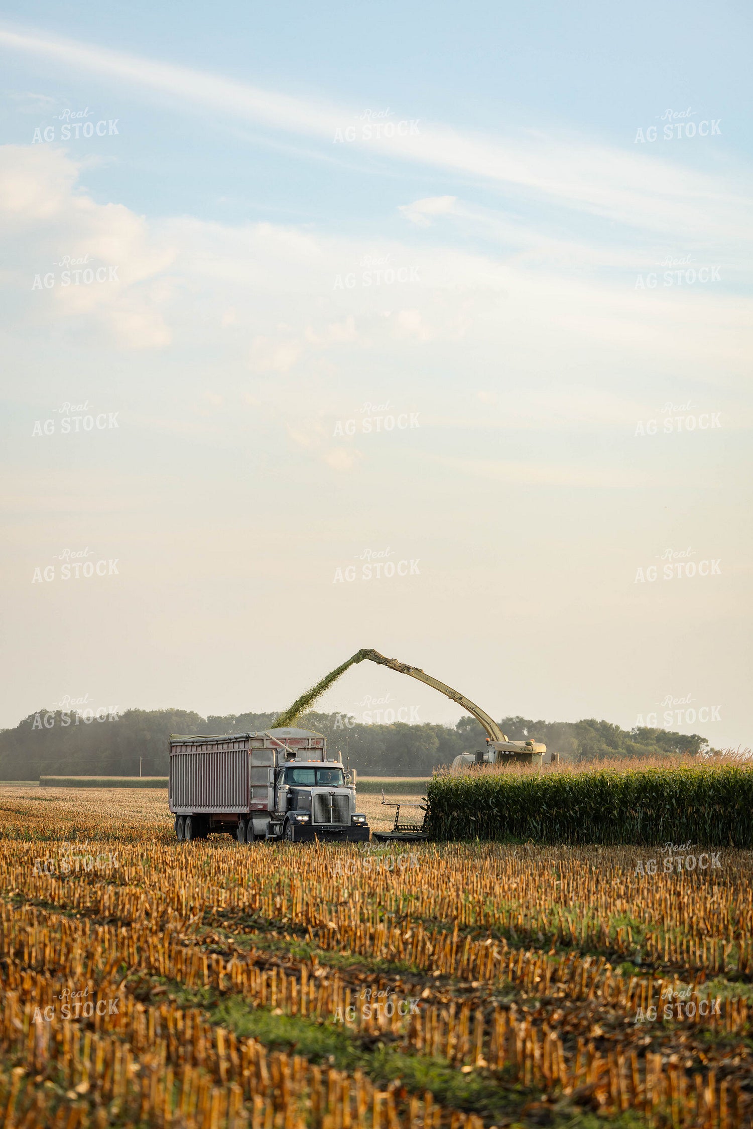 Chopping Corn Silage 152960