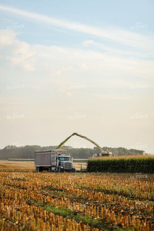 Chopping Corn Silage 152960