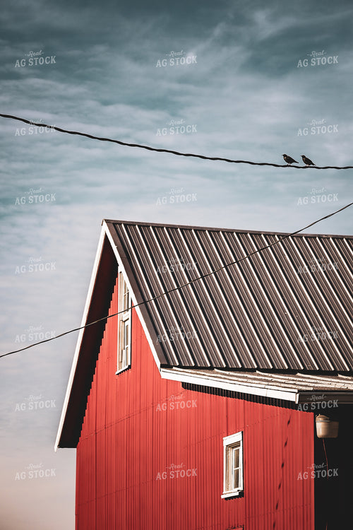 Birds on Wire by Barn 166025