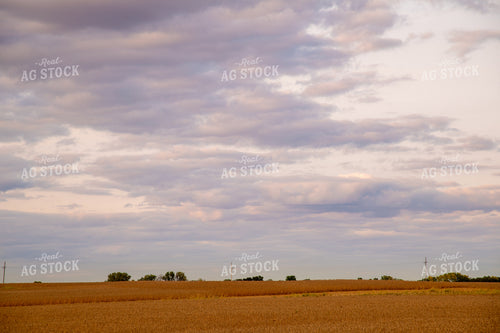 Soybean Field at Sunset 25686