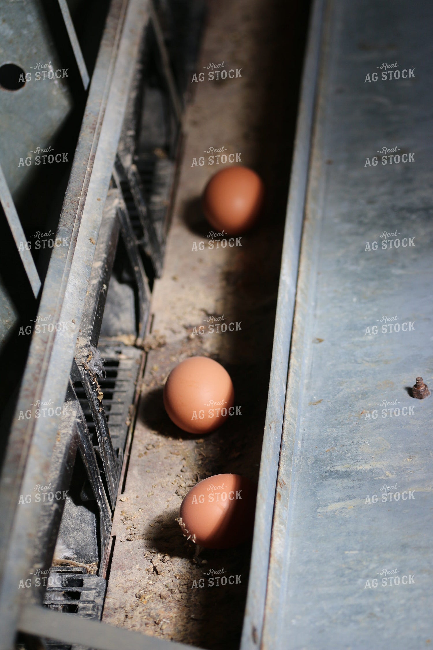Eggs 160479