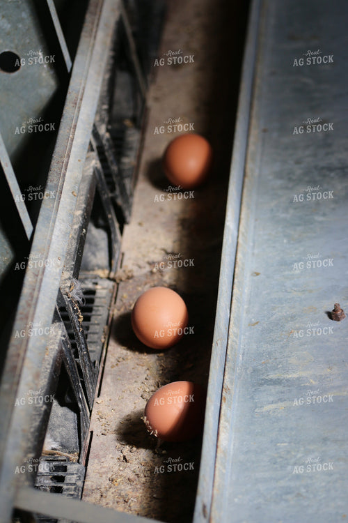 Eggs 160479