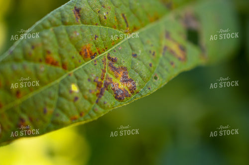 Powdery Mildew on Soybean Leaf 191286