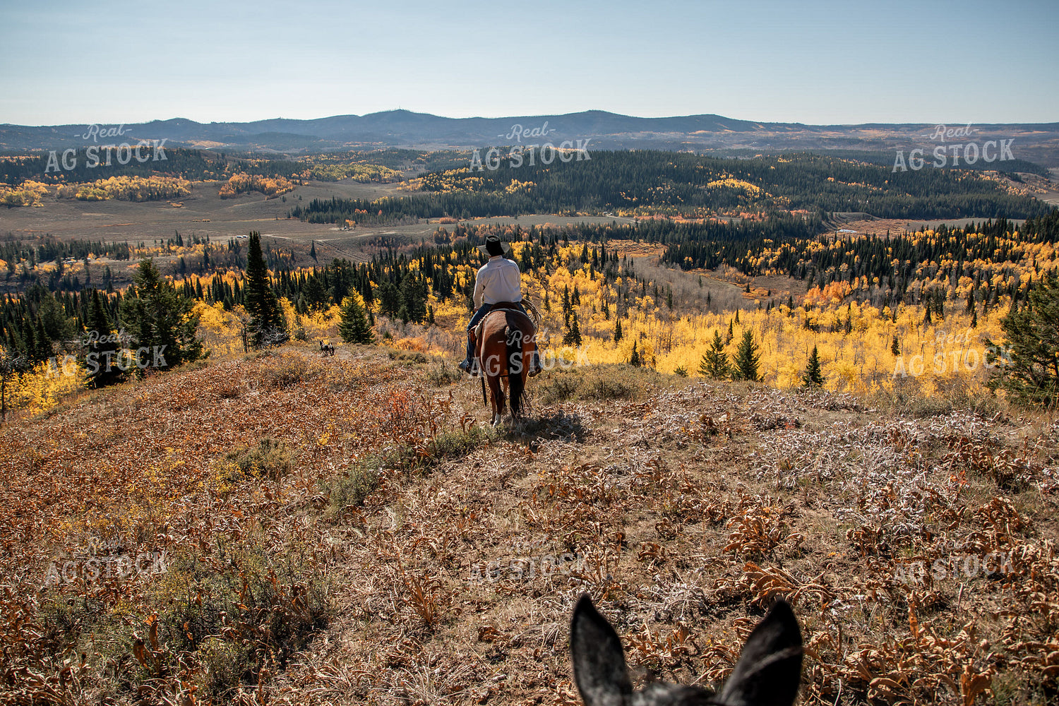 Horseback on Forest Land 304076