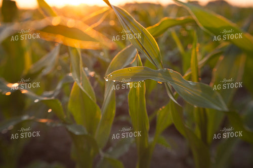 Corn - Mid-Season 1240