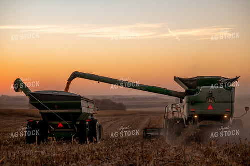 Corn Harvest 76321