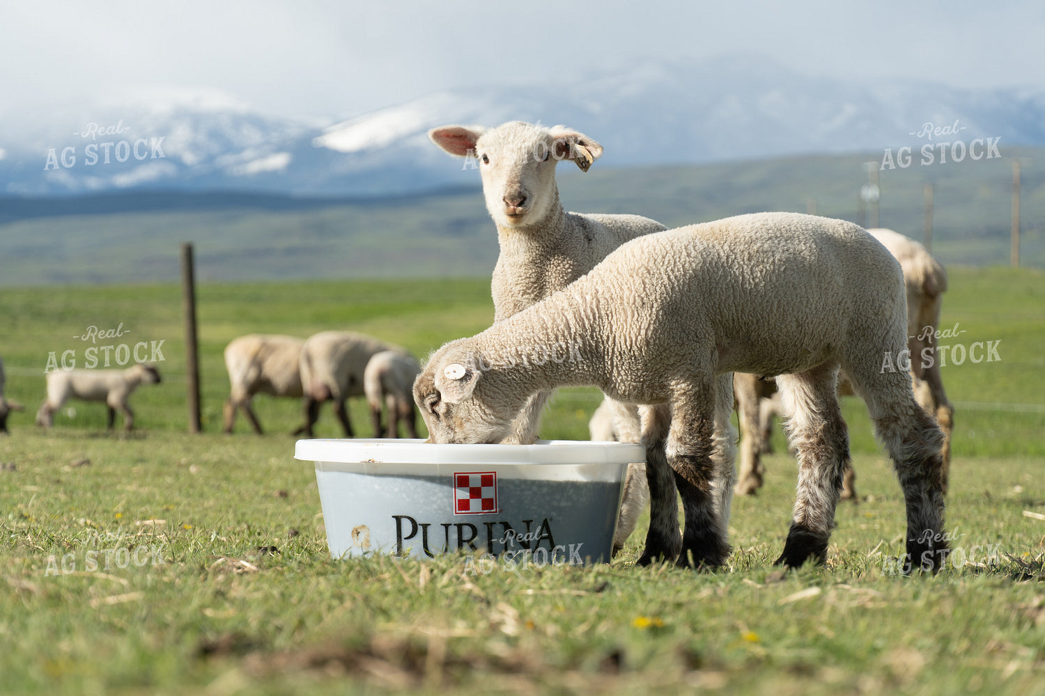 Lambs on Pasture with Mineral Tub 65655