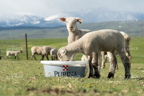 Lambs on Pasture with Mineral Tub 65655