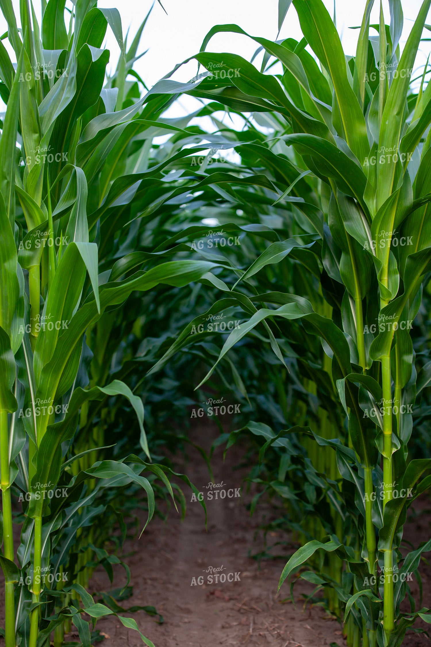 Corn Leaves 132077
