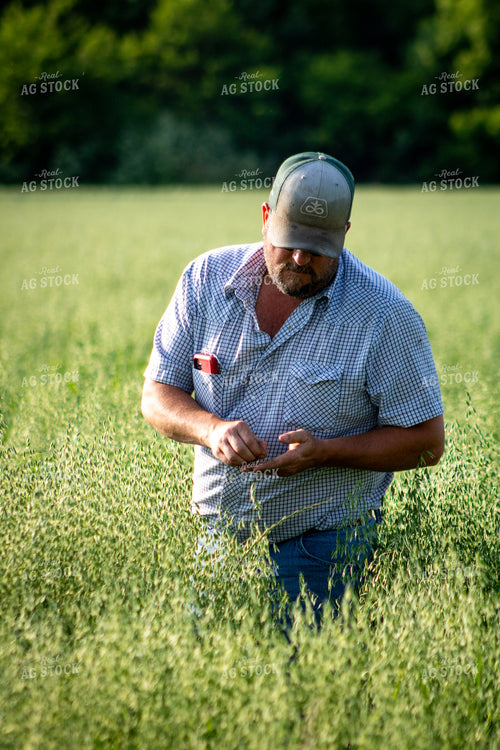 Farmer Checking Oats 214225