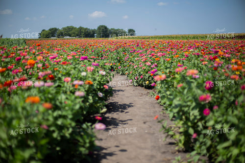 Field of Flowers 93088