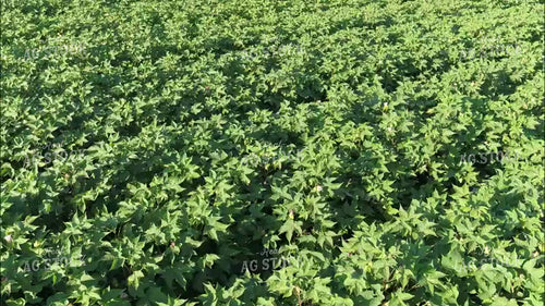 Aerial of Cotton Field in Bloom 80065