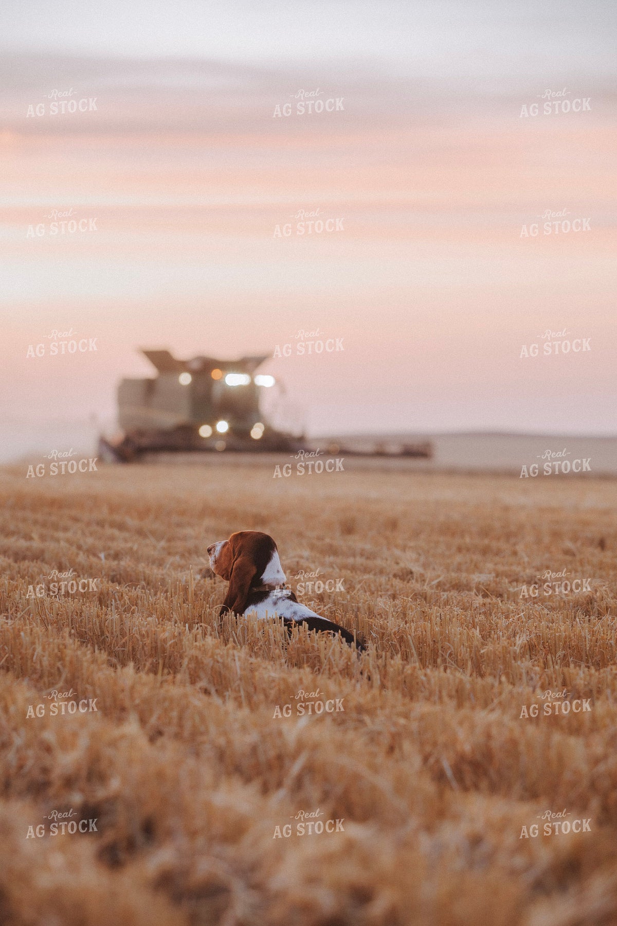 Farm Dog During Harvest 187400