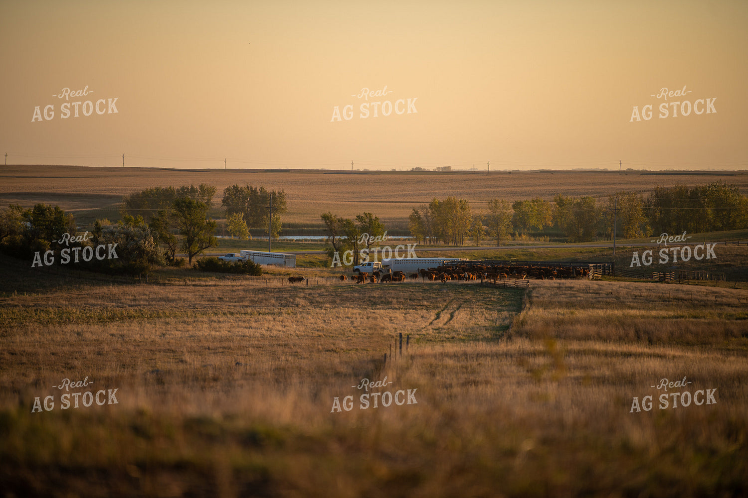 Scenic Pasture 212130