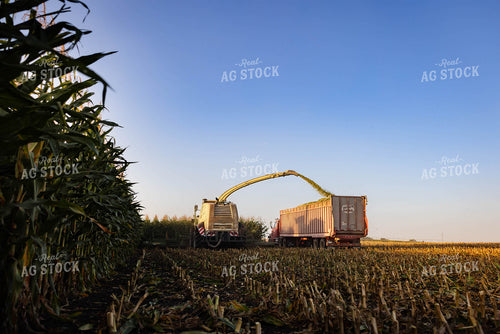 Chopping Corn Silage 152552