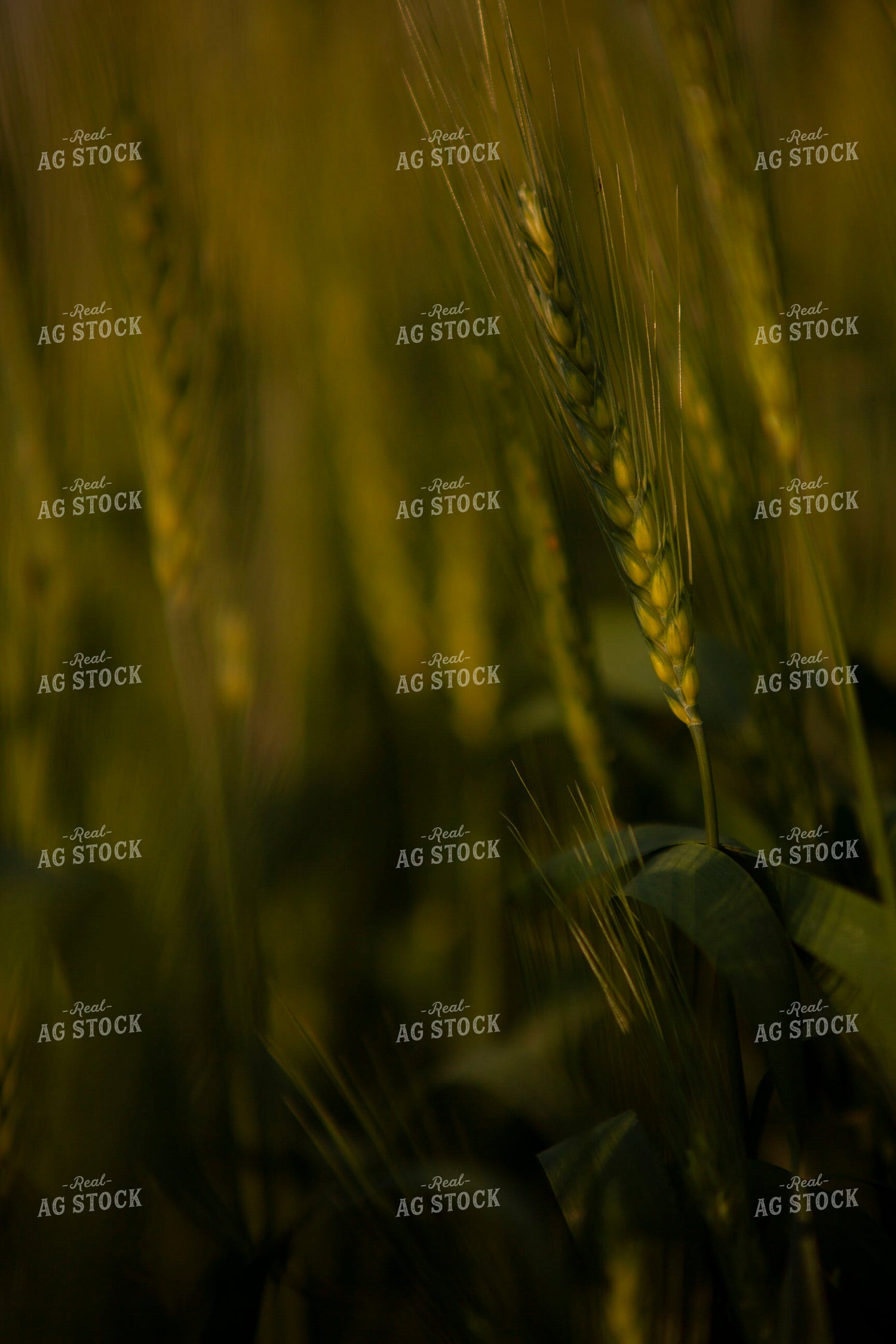 Wheat 2209