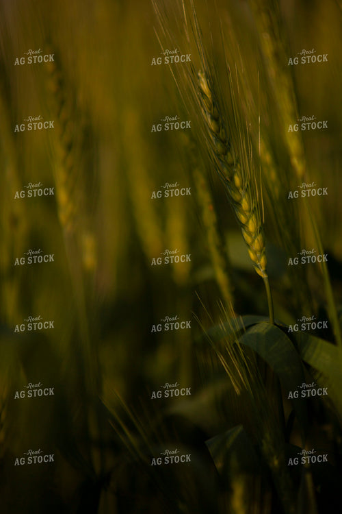Wheat 2209