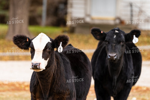 Cattle in Farmyard 68157