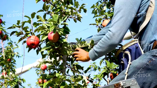 Picking Apples 146049