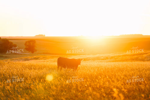 Cattle on Pasture at Sunset 68216