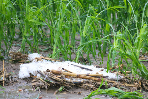 Hail and Wind Damaged Corn 82508