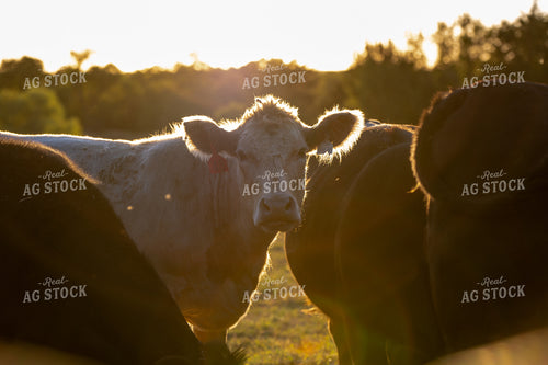 Angus Cattle 236009