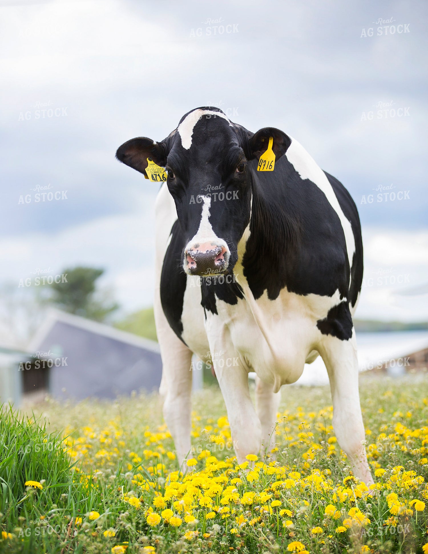 Holstein Cow on Pasture 55300