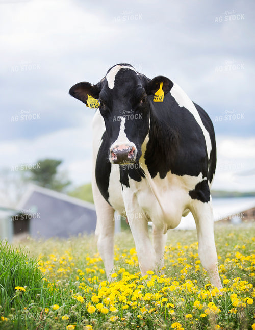 Holstein Cow on Pasture 55300
