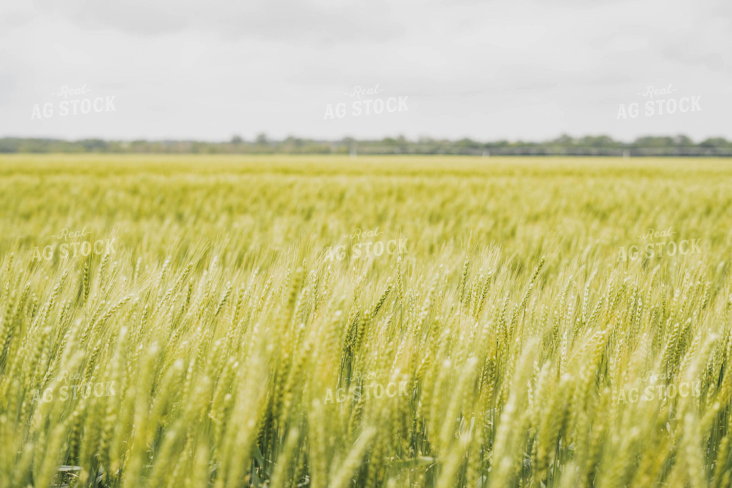 Wheat 91061