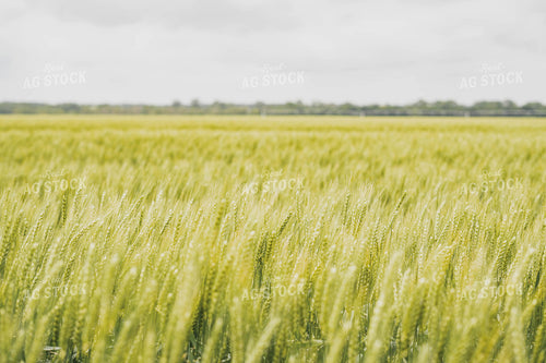 Wheat 91061