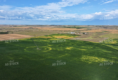 Aerial of Soybean Field with Center Pivot Irrigation 141777