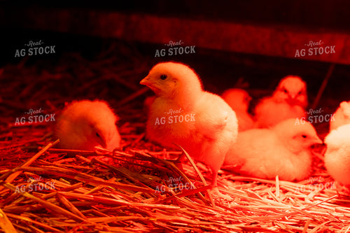 Chick 50420