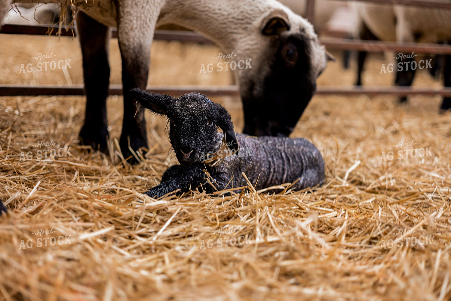 Newborn Lamb and Ewe 93369